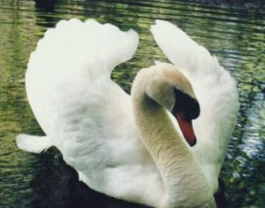 Binda Swan from Brochure